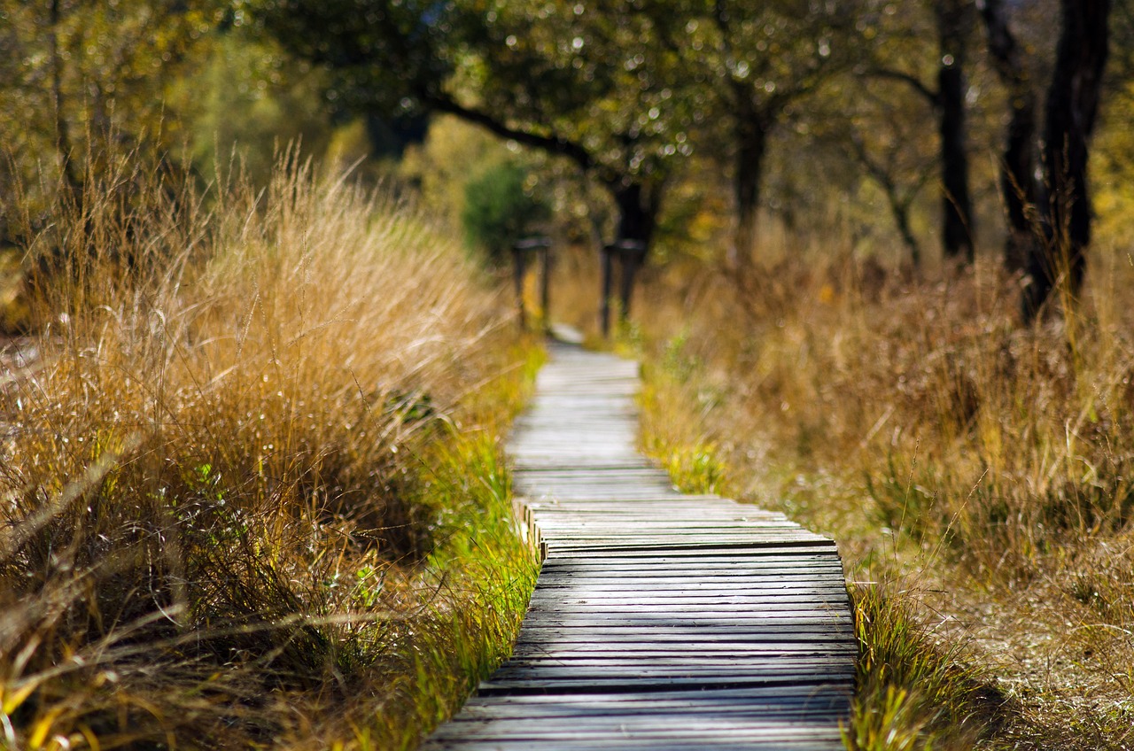 A walking path with a wooden boardwalk
