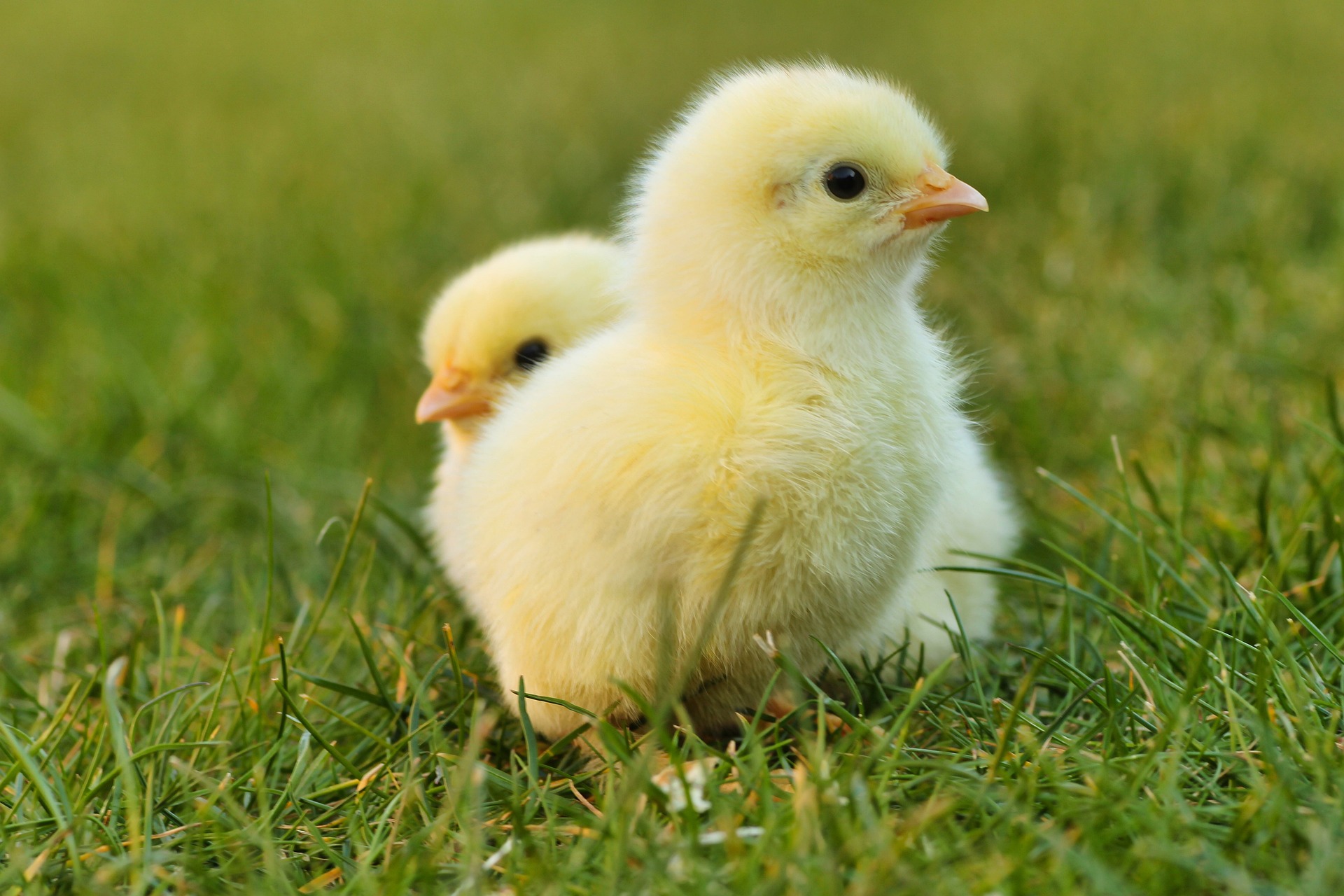 Baby chicks in a field of grass