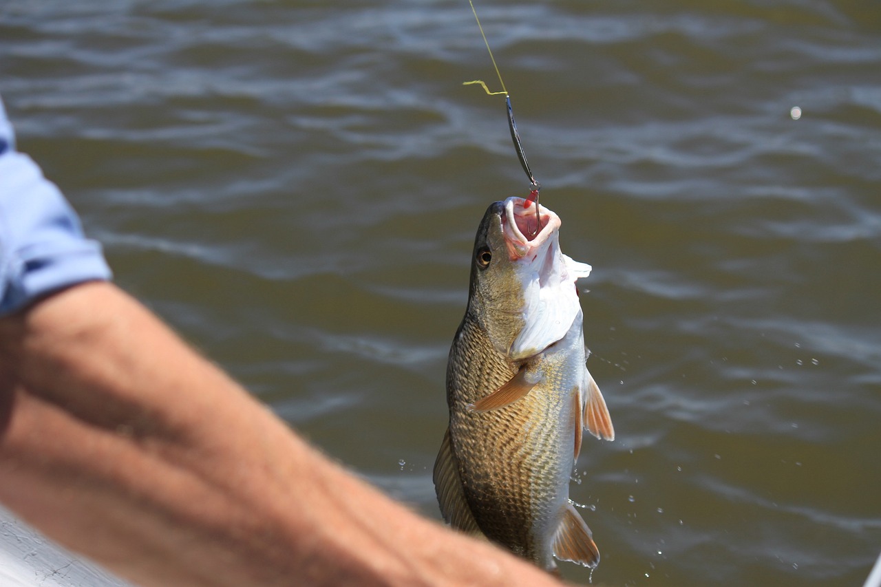 A fish on a hook being pulled out of the water